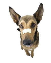 dog-bandaid dog-bandaid