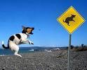 Dog Jumping