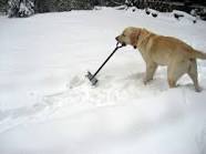 GOOD MORNING, YOUR THOUGHTS FOR 2-3-2012 !!! Slideshow_1002039271_dog-shovel