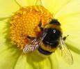 Save the bees: 1M by Friday Save the bees: 1M by Friday
