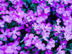 Purple Flower Garden Pictures