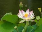 Lotus Flower 1024 x 768 Pixels