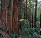 Redwood trees in Muir Woods