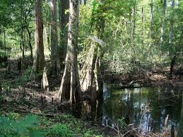 tweety3d, Swamp in Big Thicket tweety3d, Swamp in Big Thicket