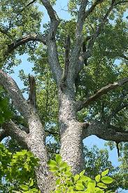 The White Oak Tree The White Oak Tree