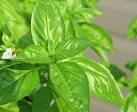 Basil Rubbed Leaves