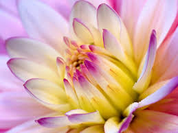 http://search.aol.com/aol/imageDetails?invocationType=rboxImgDtls&query=FLOWER+WALLPAPER&img=http://www.desktoprating.com/wallpapers/nature-wallpapers-pictures/dalia-flower-wallpaper.jpg&host=http://www.desktoprating.com/wallpapers/dalia-flower-wallpaper.htm&width=150&height=113&thumbUrl=http://images-partners-tbn.google.com/images?q=tbn:AUDdBcJsbwxwJM:www.desktoprating.com/wallpapers/nature-wallpapers-pictures/dalia-flower-wallpaper.jpg&imgWidth=1024&imgHeight=768&imgTitle=Wallpapers section navigation:&imgSize=186982&icid=snap-pic&flv=1 http://search.aol.com/aol/imageDetails?invocationType=rboxImgDtls&query=FLOWER+WALLPAPER&img=http://www.desktoprating.com/wallpapers/nature-wallpapers-pictures/dalia-flower-wallpaper.jpg&host=http://www.desktoprating.com/wallpapers/dalia-flower-wallpaper.htm&width=150&height=113&thumbUrl=http://images-partners-tbn.google.com/images?q=tbn:AUDdBcJsbwxwJM:www.desktoprating.com/wallpapers/nature-wallpapers-pictures/dalia-flower-wallpaper.jpg&imgWidth=1024&imgHeight=768&imgTitle=Wallpapers section navigation:&imgSize=186982&icid=snap-pic&flv=1