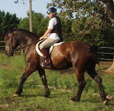 percheron percheron