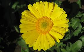 http://search.aol.com/aol/imageDetails?invocationType=rboxImgDtls&query=FLOWER+WALLPAPER&img=http://www.fabiovisentin.com/photography/photo/9/gerbera-flower-wallpaper-wide-full-hd%20127.jpg&host=http://www.fabiovisentin.com/photos/world/9_127/Gerbera-Flower-Wallpaper-Wide.ashx&width=150&height=94&thumbUrl=http://images-partners-tbn.google.com/images?q=tbn:E7KneBqg4DRPXM:www.fabiovisentin.com/photography/photo/9/gerbera-flower-wallpaper-wide-full-hd%20127.jpg&imgWidth=1920&imgHeight=1200&imgTitle=Gerbera Flower Wallpaper Wide Photo ...&imgSize=241958&icid=snap-pic&flv=1 http://search.aol.com/aol/imageDetails?invocationType=rboxImgDtls&query=FLOWER+WALLPAPER&img=http://www.fabiovisentin.com/photography/photo/9/gerbera-flower-wallpaper-wide-full-hd%20127.jpg&host=http://www.fabiovisentin.com/photos/world/9_127/Gerbera-Flower-Wallpaper-Wide.ashx&width=150&height=94&thumbUrl=http://images-partners-tbn.google.com/images?q=tbn:E7KneBqg4DRPXM:www.fabiovisentin.com/photography/photo/9/gerbera-flower-wallpaper-wide-full-hd%20127.jpg&imgWidth=1920&imgHeight=1200&imgTitle=Gerbera Flower Wallpaper Wide Photo ...&imgSize=241958&icid=snap-pic&flv=1