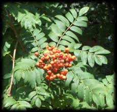 The Rowan Tree and Berries