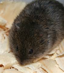Vole Download photo