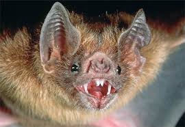 Photo: Vampire bat