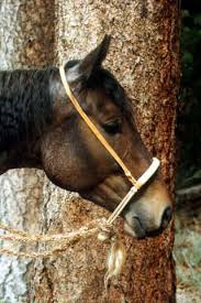 bosal bosal