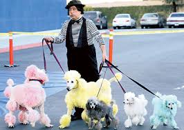 poodles