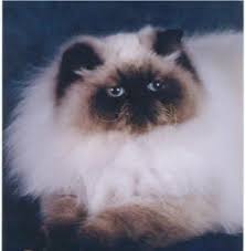Himalayan Kittens For Sale by