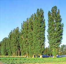 Researchers to study poplar tree as ...