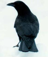 Crows are ...