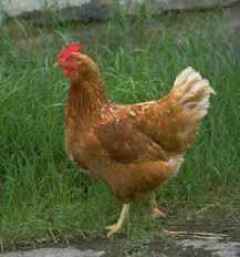 ... eating chicken causes fewer CO2 ...