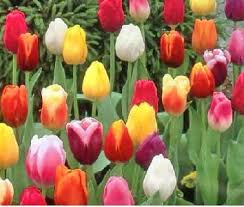 Tulip Buds
