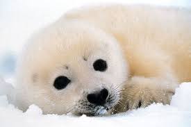 This whitecoat seal pup will begin ...