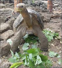 The (Lonesome George) Pinta tortoise ...
