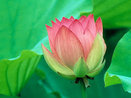 http://search.aol.com/aol/imageDetails?invocationType=rboxImgDtls&query=FLOWER+WALLPAPER&img=http://www.desktoprating.com/wallpapers/nature-wallpapers-pictures/lotus-flower-wallpaper.jpg&host=http://www.desktoprating.com/wallpapers/lotus-flower-wallpaper.htm&width=150&height=113&thumbUrl=http://images-partners-tbn.google.com/images?q=tbn:ZHH0GHwbh6Bq0M:www.desktoprating.com/wallpapers/nature-wallpapers-pictures/lotus-flower-wallpaper.jpg&imgWidth=1024&imgHeight=768&imgTitle=Wallpapers section navigation:&imgSize=186862&icid=snap-pic&flv=1 http://search.aol.com/aol/imageDetails?invocationType=rboxImgDtls&query=FLOWER+WALLPAPER&img=http://www.desktoprating.com/wallpapers/nature-wallpapers-pictures/lotus-flower-wallpaper.jpg&host=http://www.desktoprating.com/wallpapers/lotus-flower-wallpaper.htm&width=150&height=113&thumbUrl=http://images-partners-tbn.google.com/images?q=tbn:ZHH0GHwbh6Bq0M:www.desktoprating.com/wallpapers/nature-wallpapers-pictures/lotus-flower-wallpaper.jpg&imgWidth=1024&imgHeight=768&imgTitle=Wallpapers section navigation:&imgSize=186862&icid=snap-pic&flv=1