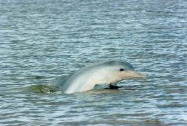 Like this young dolphin, Tucuxi are ...