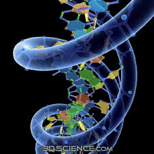 3d DNA model : 3DScience.com 3d DNA model : 3DScience.com