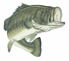 Large Mouth Bass; Small Mouth Bass ...