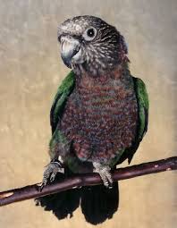 Other Interesting Parrots Other Interesting Parrots