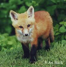 Fox, Red Fox, Red