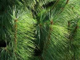 western yellow pine tree