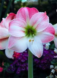 Amaryllis