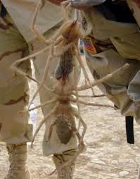 Camel Spiders in Iraq!