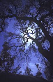 Full moon oak