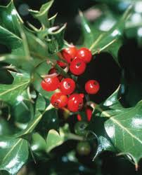 Deck the Halls with Boughs of Holly: ...