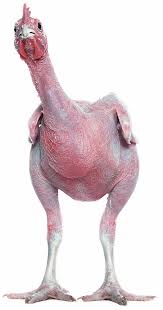 Featherless Chicken by Adi Nes