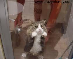 Cute cat