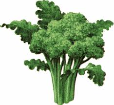 Broccoli Power Bites