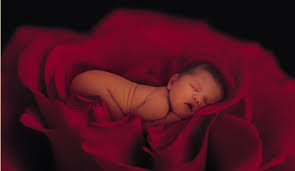 photo d'anne geddes